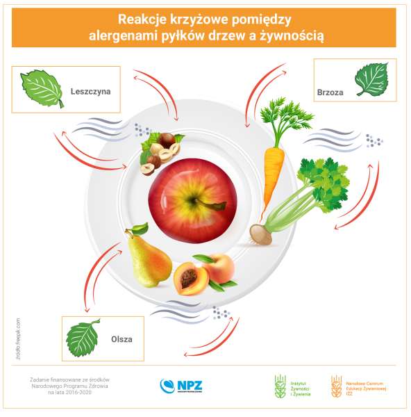 Narodowe Centrum Edukacji Żywieniowej | Alergia na pyłki drzew i żywność - reakcje krzyżowe