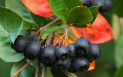 Aronia – cierpka jagoda na zdrowie