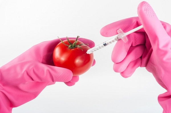 GMO – z czym to się je?