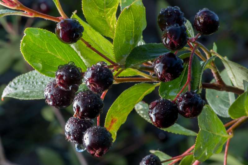 Narodowe Centrum Edukacji Żywieniowej | Niedoceniana aronia