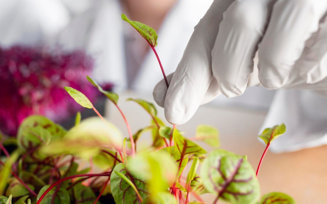 RAPORT: Analiza potencjalnego zagrożenia zdrowia konsumentów wynikającego z pozostałości pestycydów w żywności dostępnej na polskim rynku w roku 2023