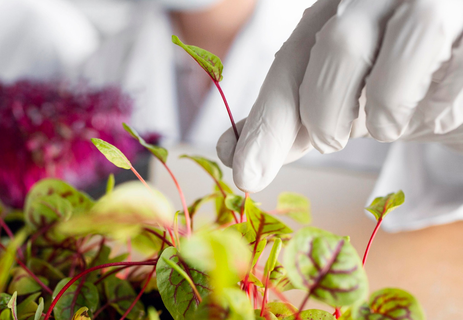 Narodowe Centrum Edukacji Żywieniowej | RAPORT: Analiza potencjalnego zagrożenia zdrowia konsumentów wynikającego z pozostałości pestycydów w żywności dostępnej na polskim rynku w roku 2023